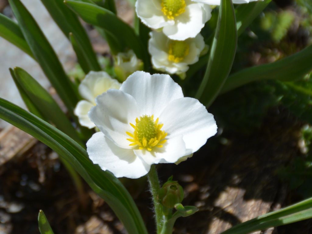 Ranunculus kuepferi / Ranuncolo dei Pirenei